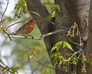 House Finch 1703